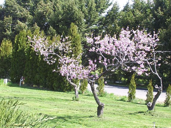 Side yard, peach trees