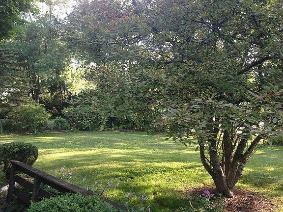 Back yard 