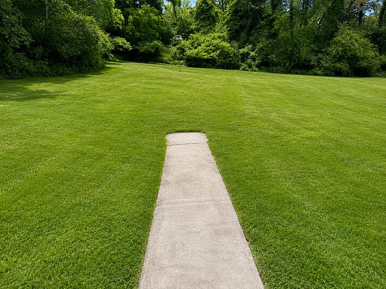 Back yard