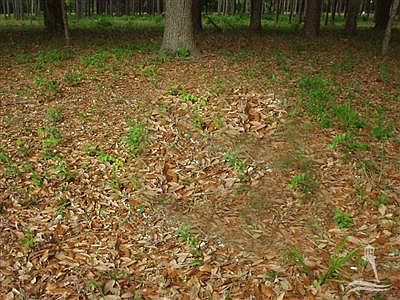 1st image of 9146 Devaun Park Blvd LOT 245