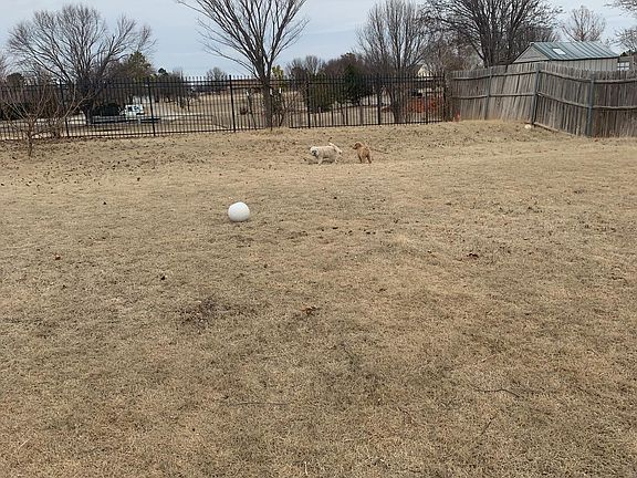 Backyard photo. Taken january 2020