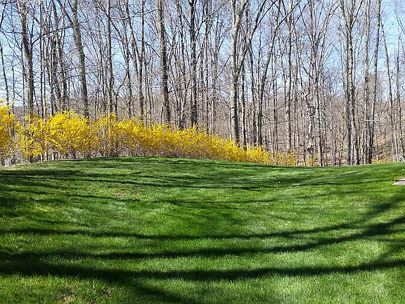 Back yard in spring time
