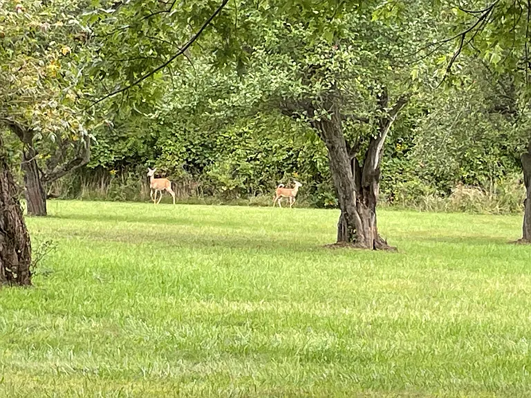 31 Mile Rd — Photo 33