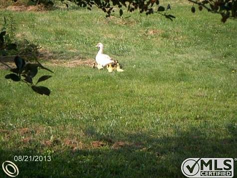 Momma and her Duckies
