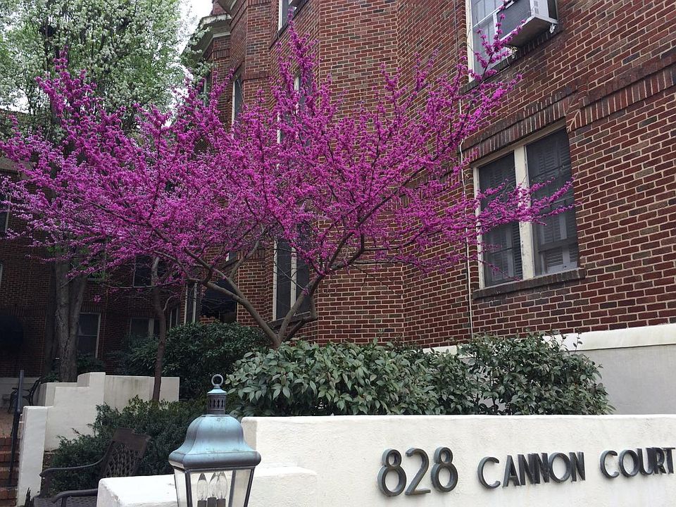 1st image of 828 N Elm St APT A1