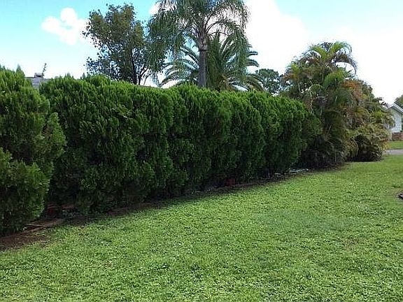 Driveway Hedge