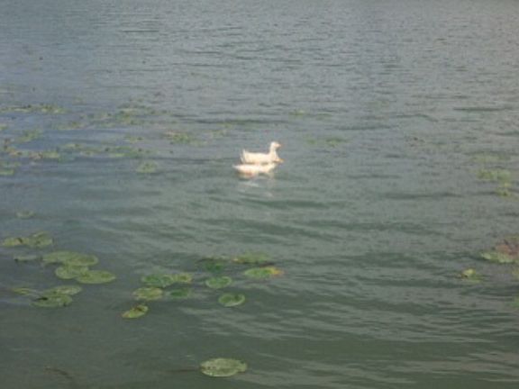 3rd image of 339 Lake Placid Dr