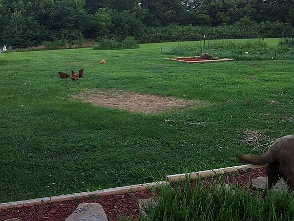 back yard