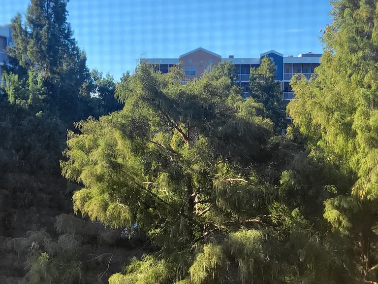 View from Screened Balcony