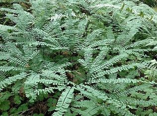 71550 Fishhawk Rd, Birkenfeld, OR 97016