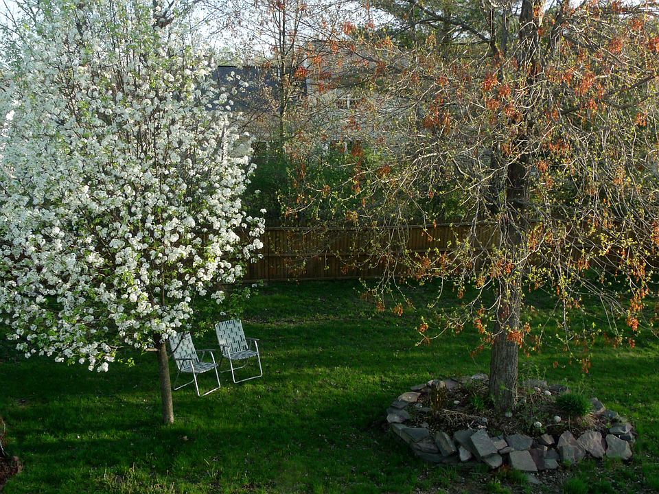 Fenced Backyard 