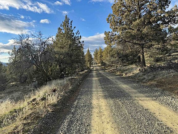2nd image of Canvasback