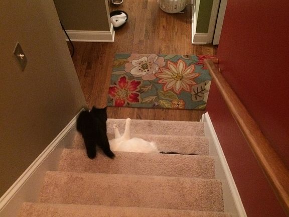 New plush carpet