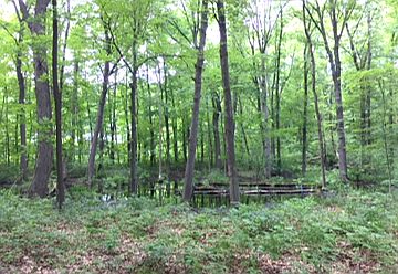 View of Natural Wetland