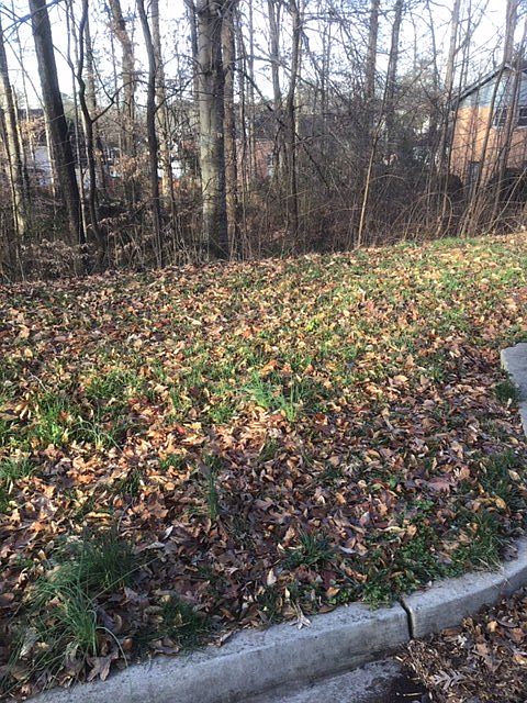 1st image of 1625 Rambling Woods Dr