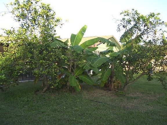 Fruit Trees Are Plentiful!