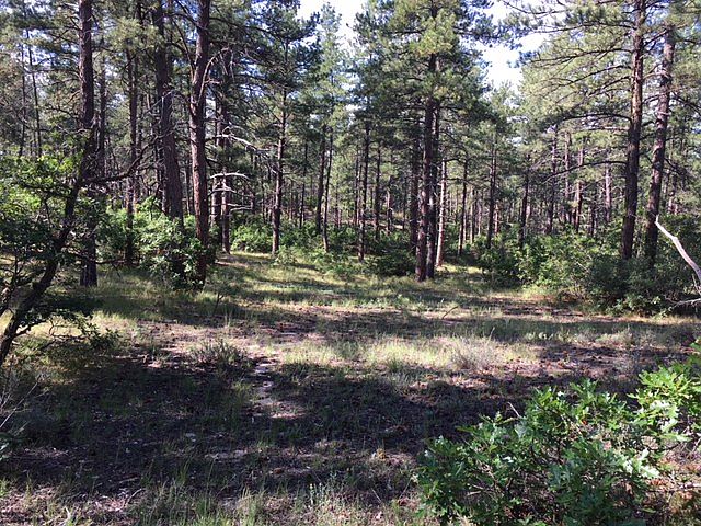 Beautiful 7+ acre wooded lot