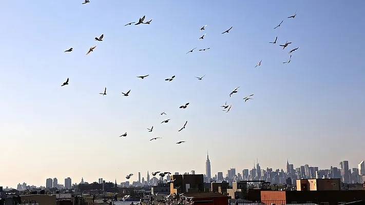 Rented by Nooklyn NYC LLC | media 6