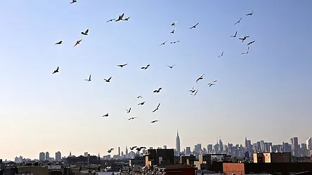 Rented by Nooklyn NYC LLC