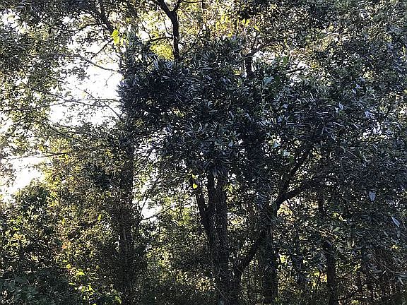 4th image of LOT 8 Woodman Ave