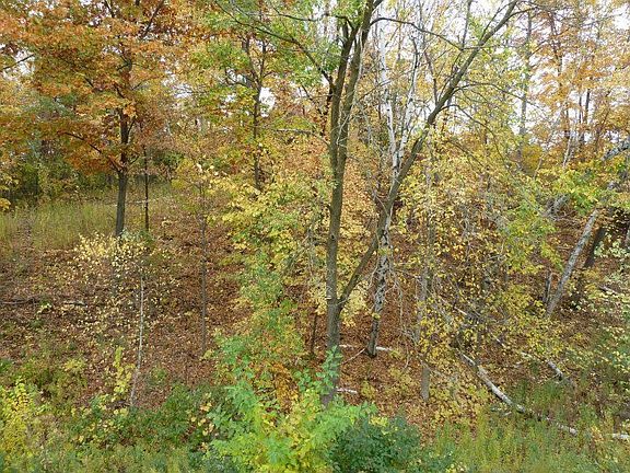 Wooded Backyard East View