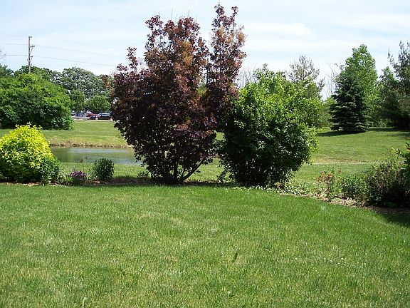 side yard showing pond and woods