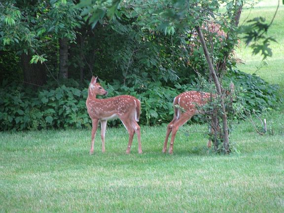 Fawns