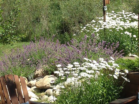 Perennial landscaping