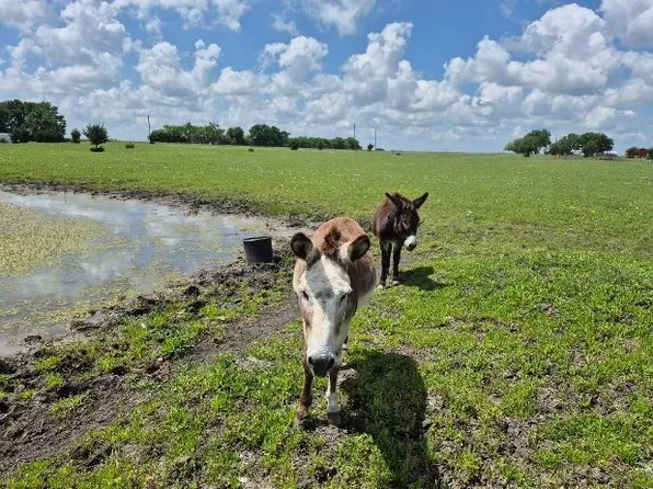 9561 N State Highway 50, Ladonia, TX 75449