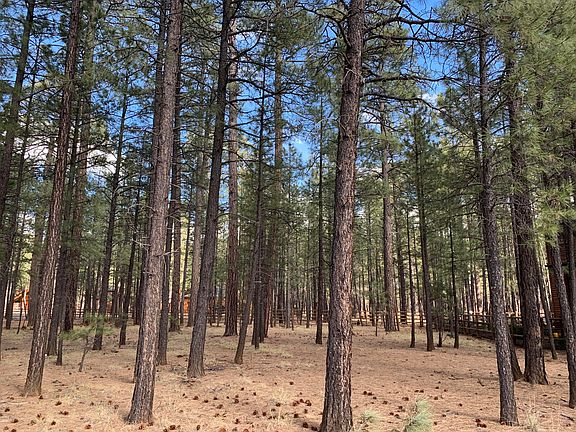 3rd image of 4705 Deep Forest Dr