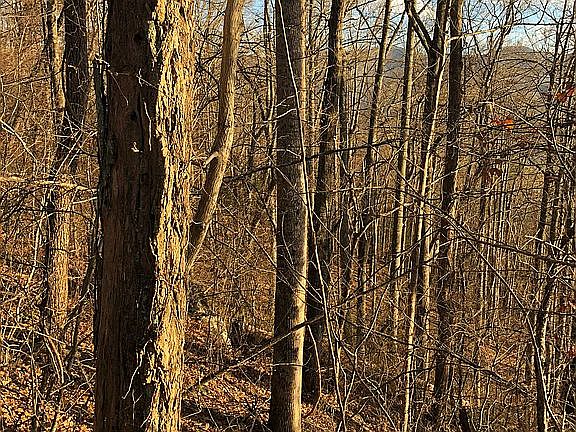 walnut, locust, hickory