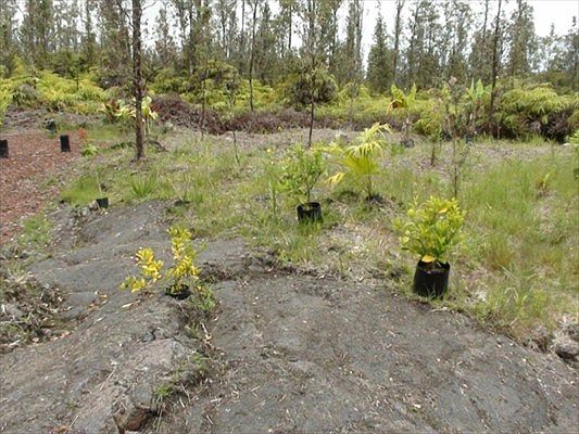 4th image of Road 9 Koloa Maoli Lot 5402