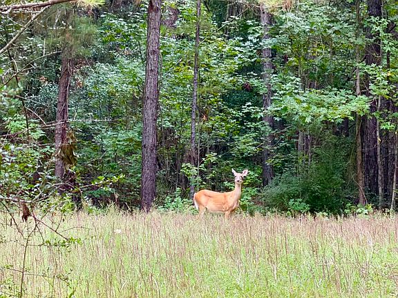 5th image of 0 Walker Springs Rd Tract 3