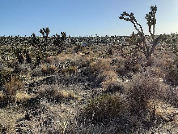 Joshua Trees