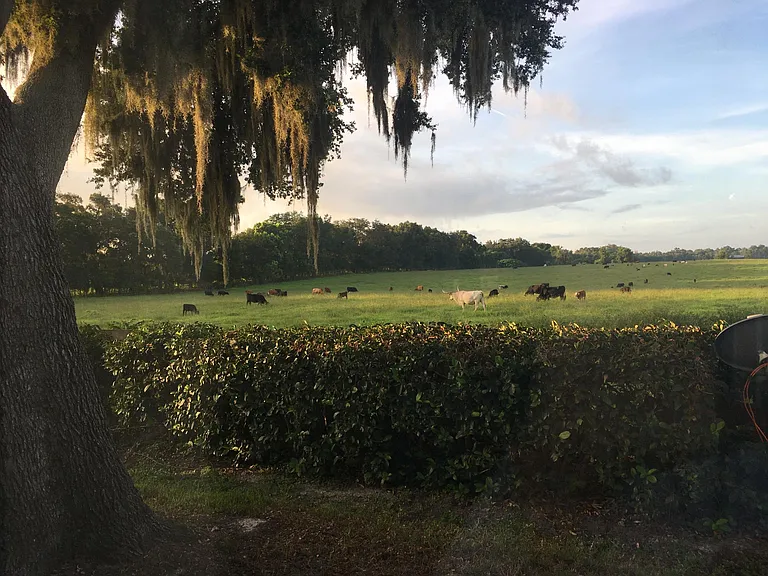 View from Guest Bedroom Window