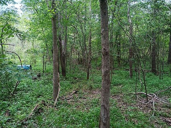 Just green woods.