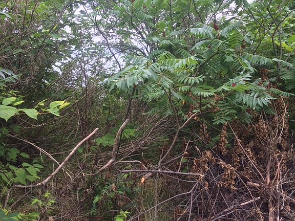 3rd image of .65 Acres South Of N1062 Shore Dr