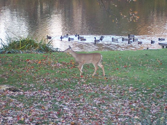 View of the yard - nature's finest