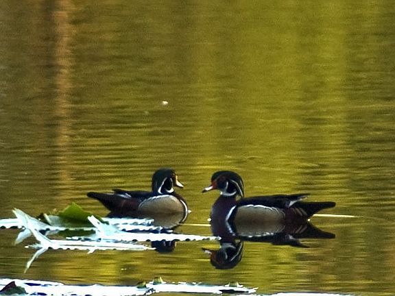 Wood Ducks