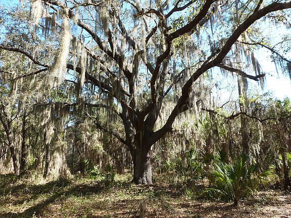 Large live oak