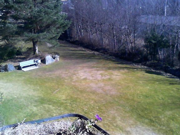 Large park like fenced yard