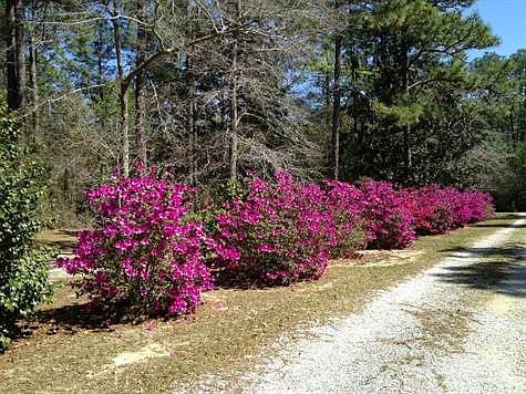 Azalea Lined Drive
