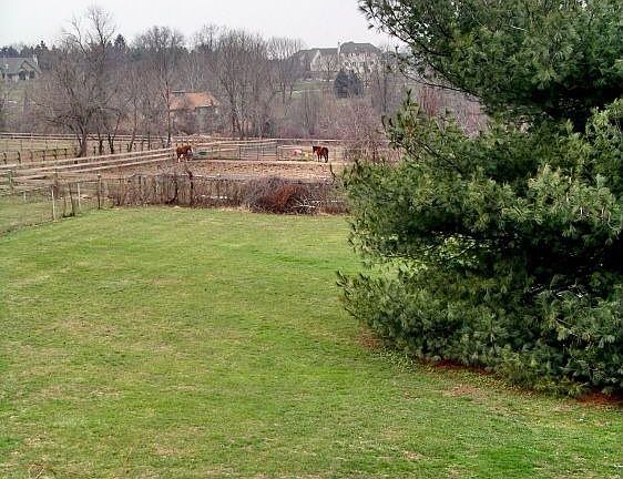 Rear Yard