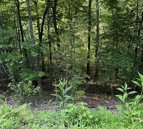 3rd image of LOT 37 Quiet Waters Rd