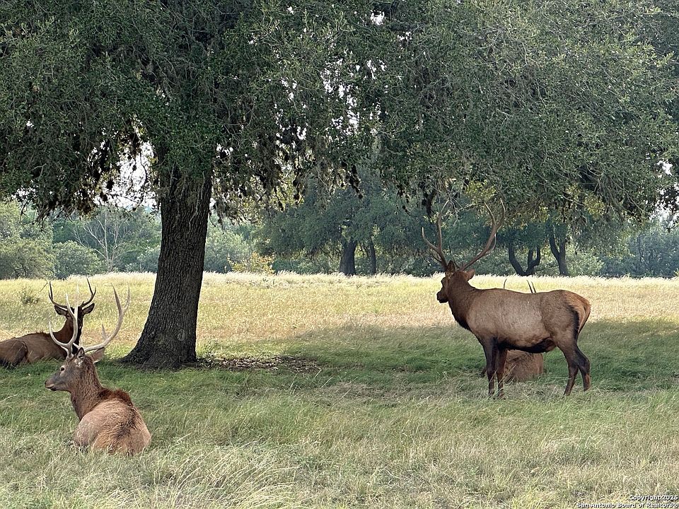1st image of TBD-LOT 42 Blackbuck LOT 42