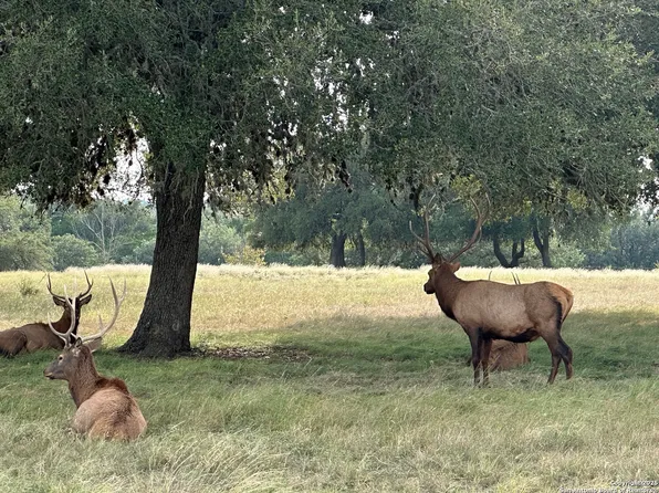 TBD-LOT 42 Blackbuck LOT 42, Pipe Creek, TX 78063