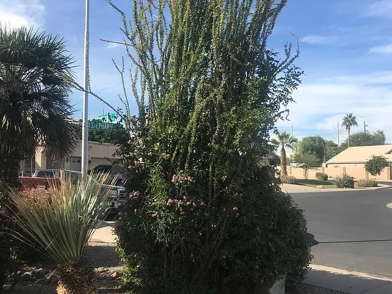 3924 E Yucca St — Photo 2