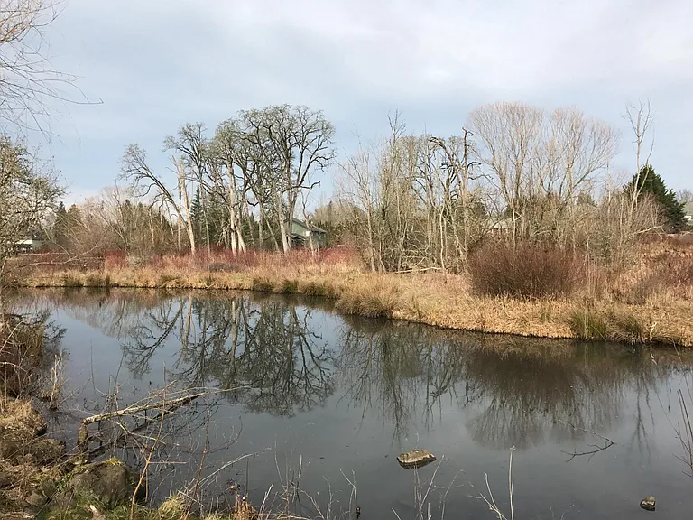 Backyard pond and view
