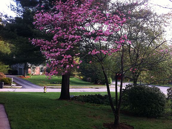 Beautiful Pink Dogwood Front