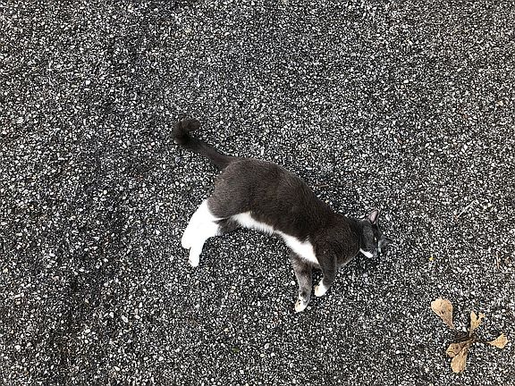 Neighborhood Cat ("Monday")